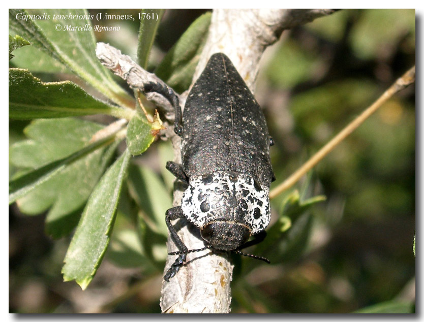 Il biancospino (Crataegus sp.) delle Capnodis